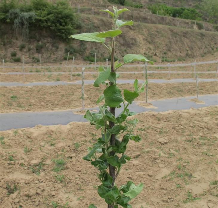 苹果最新技术引领智能科技新时代革新风潮