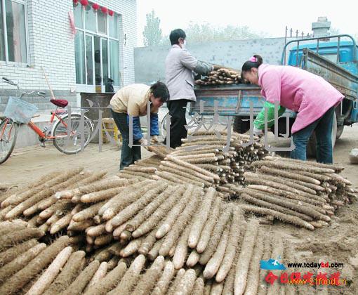 山药最新价格行情解析